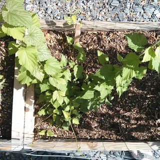 Cascade bines everywhere