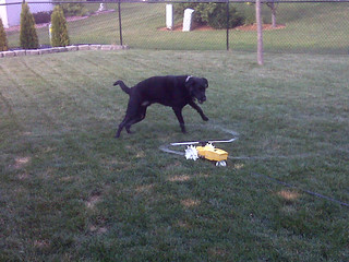 Ninja likes the rain train