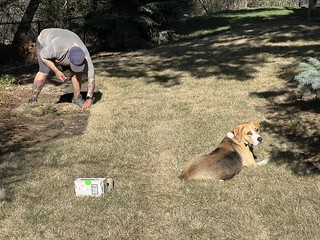 Durby is excited about the new sod