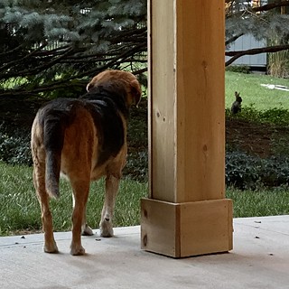 He’s a little old and slow now... but he still wants that bunny