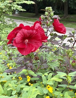 Neighborhood flowers