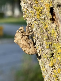 Bug - Cicada shell