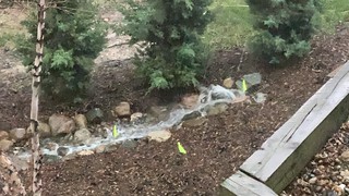 Rain - Gettin some rain