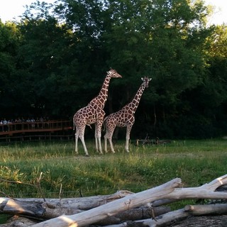 Aren't they beautiful?