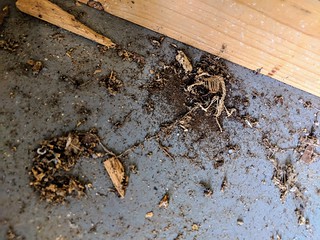 Things you find when pulling a built in cabinet out of the garage