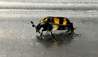 Covid-19 - Look at this orange winged bee. I’ve never seen an orange winged bee.