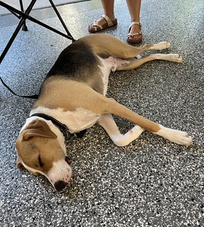 Beat after his first day of daycare