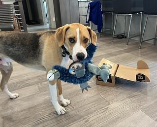 Bark boxes are very exciting