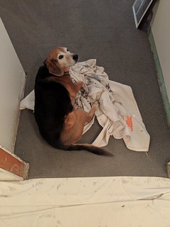 This little asshole keeps making nests out of my drop cloths