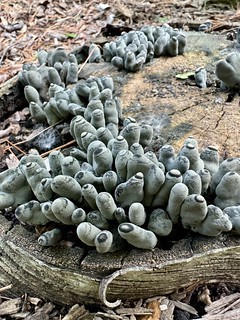 Some wild fungus on my old birch tree stump