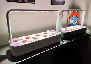 Art - Kari is starting the shishito peppers early this year