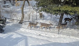 Deer - Some back yard visitors