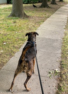 Benny Brooks - Chasing the vulture