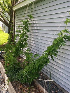 Garden - hops