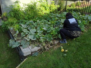 Garden - Gettin them gourds