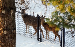 Deer - A couple hoodlums walkin our back fence line