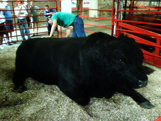 3,300 Pound Bull
