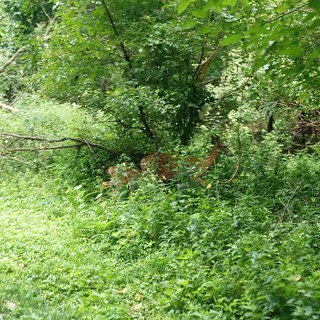 Biking - Hi, deer family