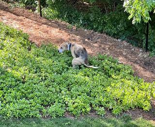 Durby only poops in the pachysandra