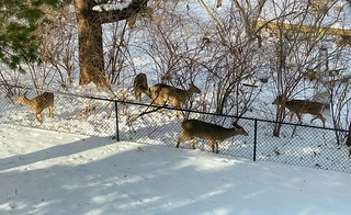 Covid-19 - Backyard pets