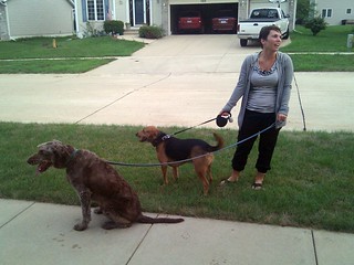 Looks like we just adopted a 95 pound chocolate lab named chewbacca... thinking about renaming Garth to Darth.