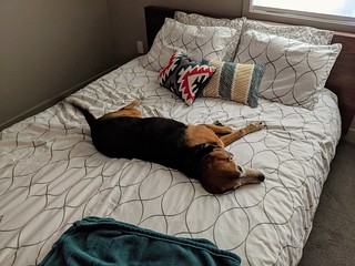 Caught trying out the new guest bed