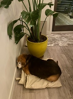 We got a new table cover for our deck. Our weirdo dog thinks it's a bed.