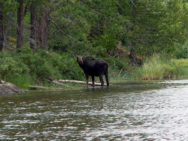 A moose at the bottom of Saganaga Lake