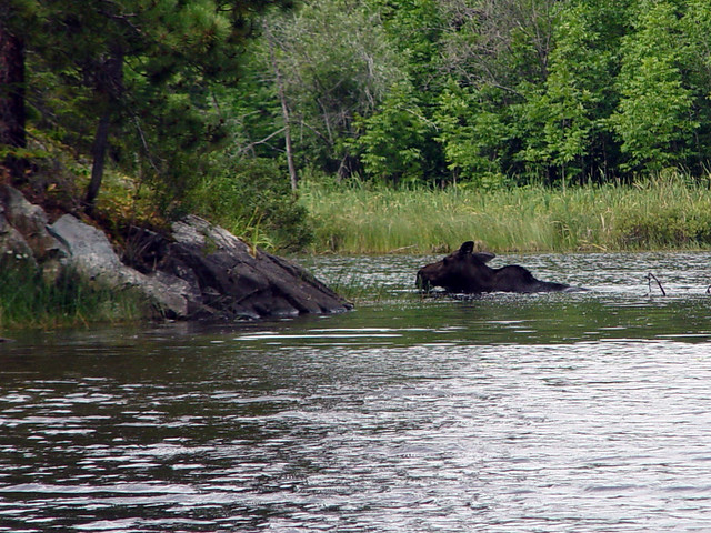 A moose at the bottom of Saganaga Lake