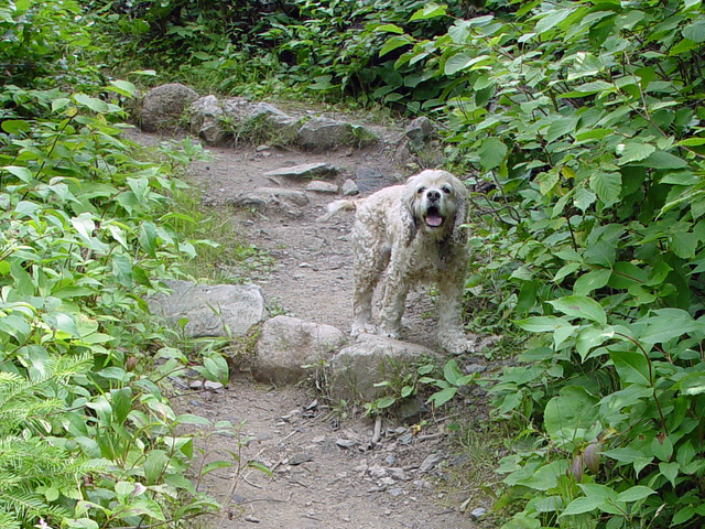 A dog on Monument Portage