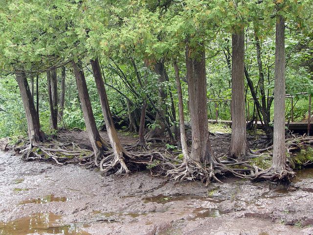 Crazy tree roots