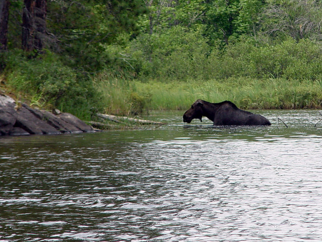 A moose at the bottom of Saganaga Lake