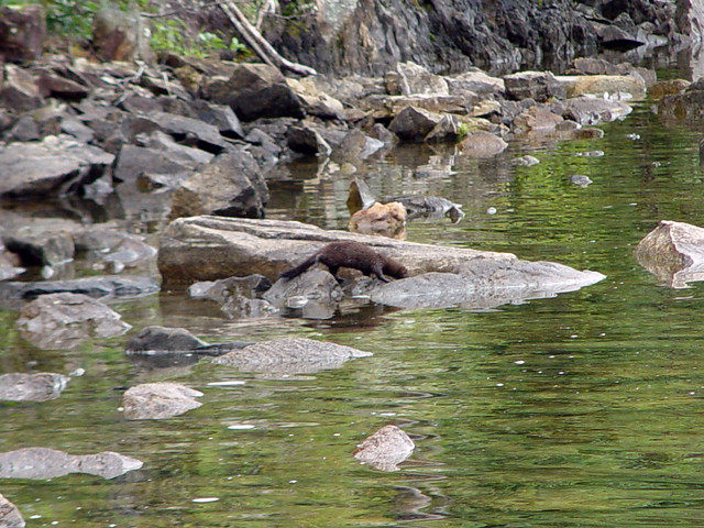 An Otter - or something