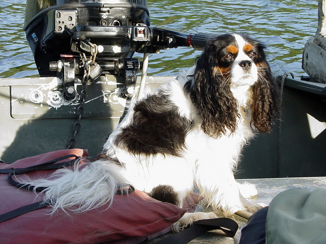A dog that rode with us during our tow