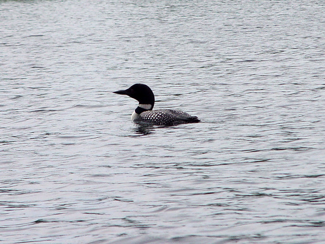 A Loon on the Sea Gull River