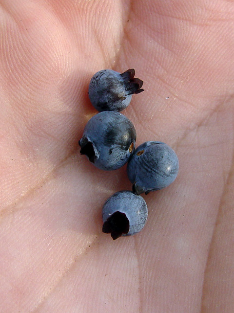 Some wild blueberries I picked