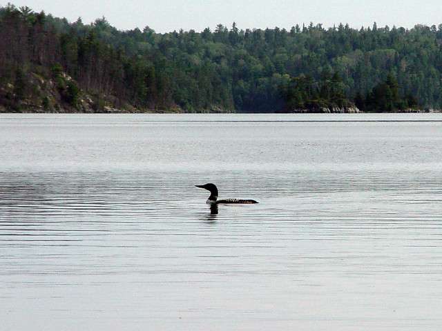 A Loon