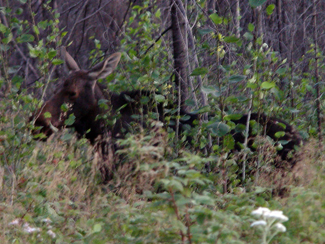 A moose outside Voyageur Outfiiters