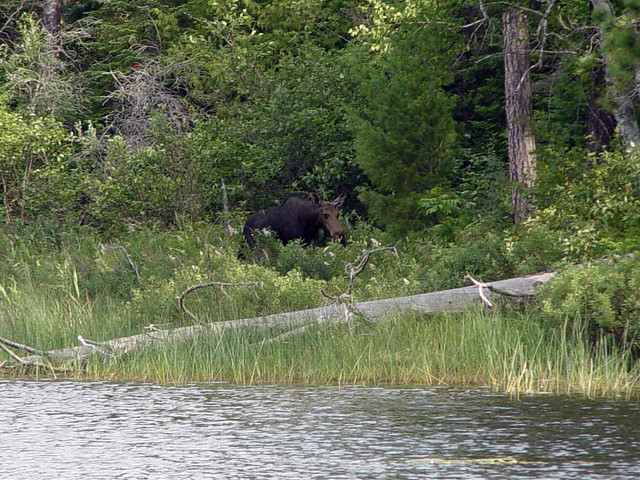 A moose we saw at the end of Saganaga Lake