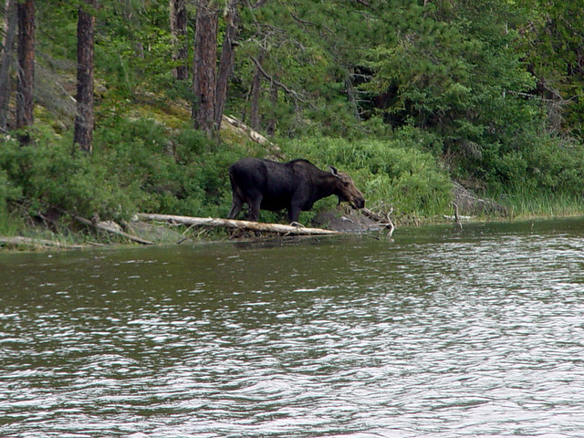 A moose at the bottom of Saganaga Lake