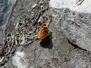 Butterfly at our lunch stop