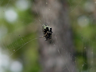 Another crazy spider