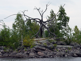 An awesome uprooted tree