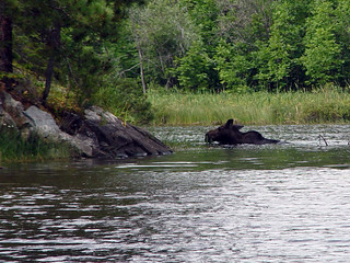 A moose at the bottom of Saganaga Lake