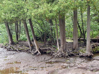 Crazy tree roots