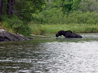 A moose at the bottom of Saganaga Lake