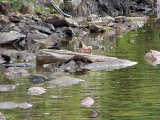 An Otter - or something