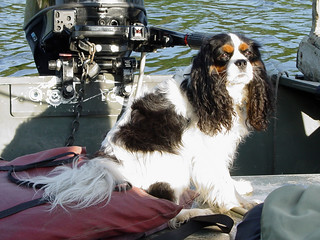 A dog that rode with us during our tow