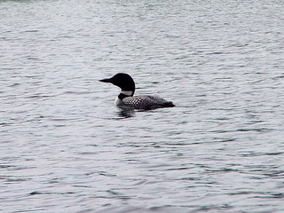 A Loon on the Sea Gull River