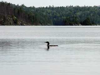 A Loon